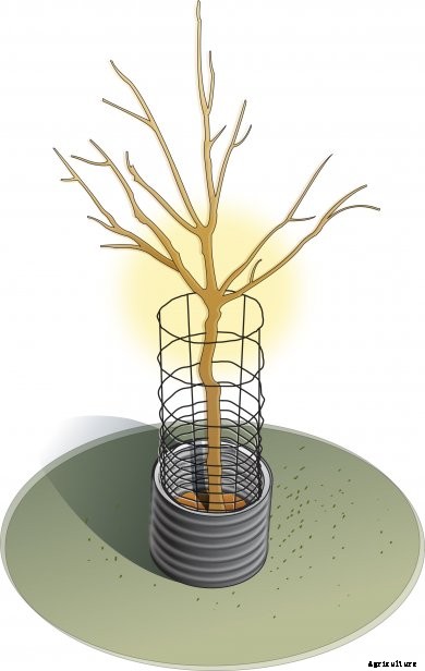 all-around-young-tree All Around the Farm: April 2017